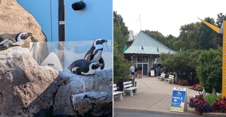 This Pennsylvania Aviary Offers A Rare Chance To Hand-Feed African Penguins At Mealtime