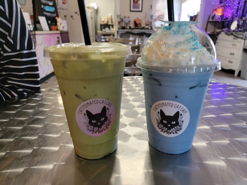 A Coffee Menu That Holds Its Own Against the Cats