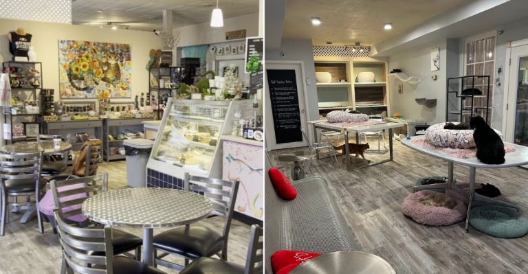 This Pennsylvania Café Lets You Sip Coffee While Spending Time With Cats