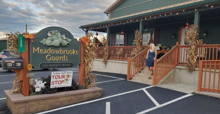 This Pennsylvania Farm Grows Massive Sunflower Fields And Lets Guests Explore Without Paying