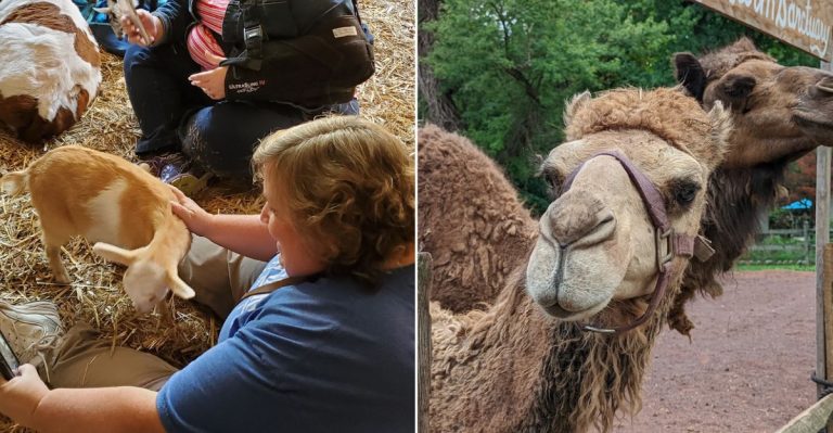 This Pennsylvania Farm Sanctuary Draws Visitors With Friendly Goats, A Camel, And Hands-On Animal Encounters
