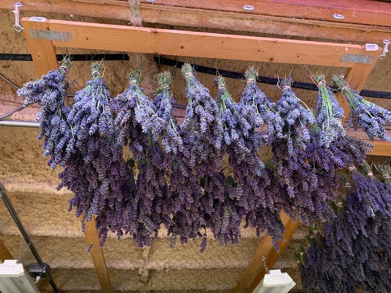 Multiple Lavender Varieties Grow Across The Fields