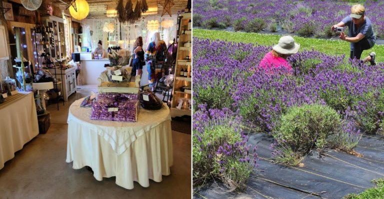 This Pennsylvania Farm Stands Out With Its U-Pick Lavender Fields