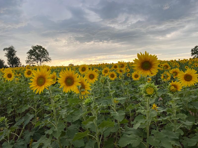 You Can Actually Cut Your Own Flowers Right in the Field