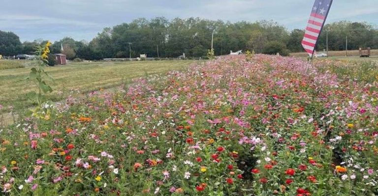 This Pennsylvania Flower Farm Lets You Pick And Create Your Own Bouquet In The Field
