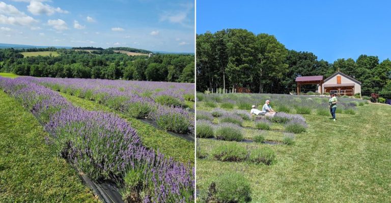 This Pennsylvania Lavender Farm Offers Scents And Scenery Straight From Heaven