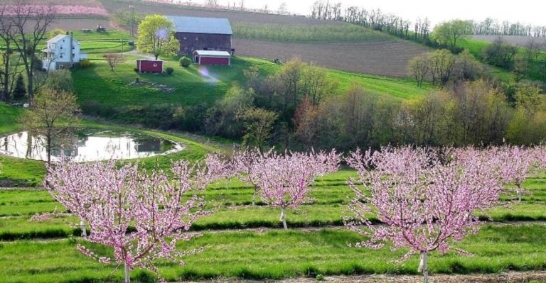 This Pennsylvania Orchard Has U-Pick Fruit, Apple Trees, And A Quiet Country Setting