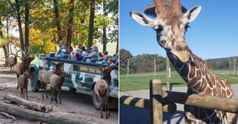 This Pennsylvania Safari Park Started Small But Now Features Over 1,000 Animals Across 150 Acres