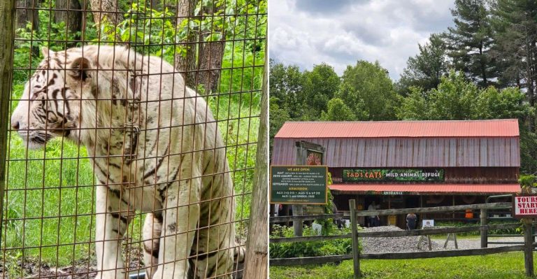 This Pennsylvania Sanctuary Offers Close Encounters With Tigers, Lions, And Leopards You Can Hear Breathing