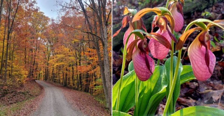 This Pennsylvania Spot With Mountain Streams And Forest Trails Is Worth Discovering