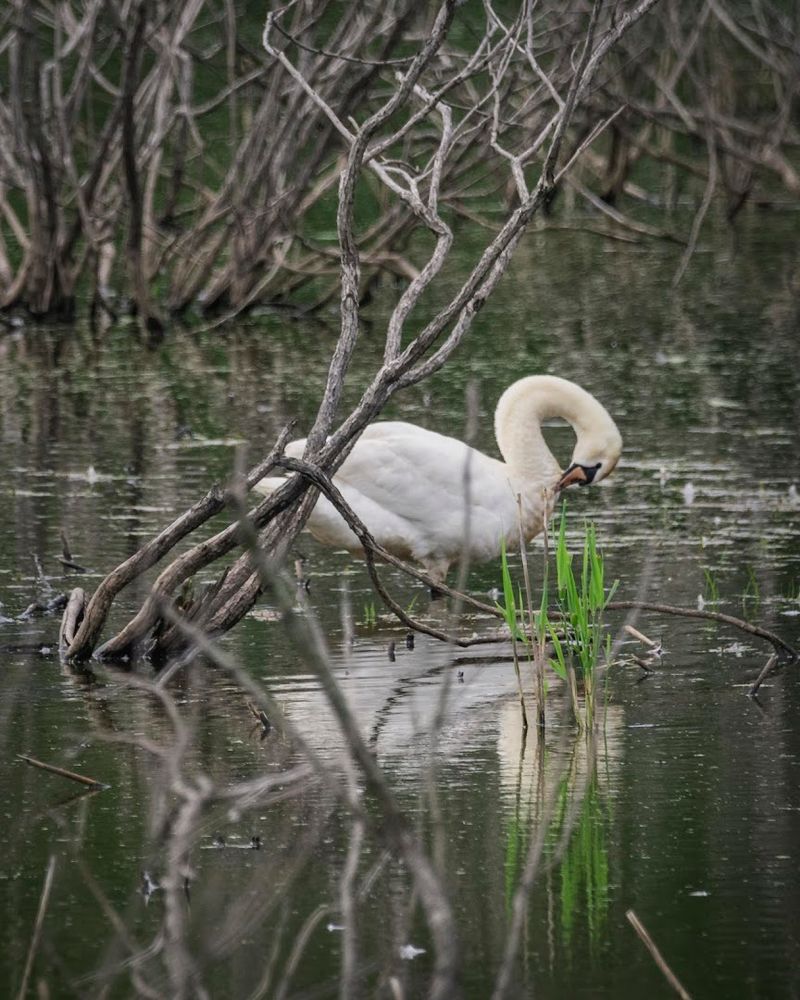 America's First Urban Wildlife Refuge
