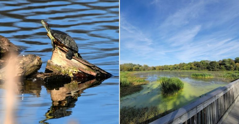 This Pennsylvania Trail Spans 10 Miles With Front-Row Views Of Marshes And Wildlife
