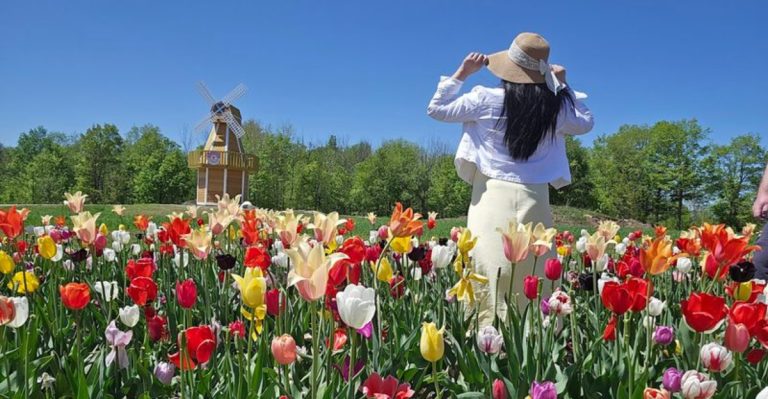 This Pennsylvania Tulip Field Looks Like A Scene Straight Out Of Holland