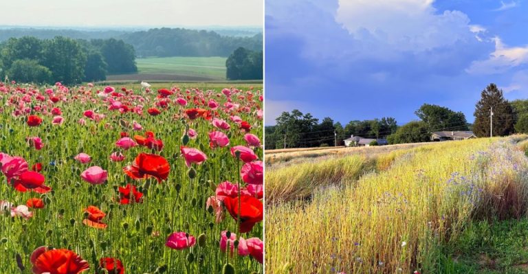 This Pennsylvania Wildflower Farm Looks Like A Painted Meadow You Can Walk Through