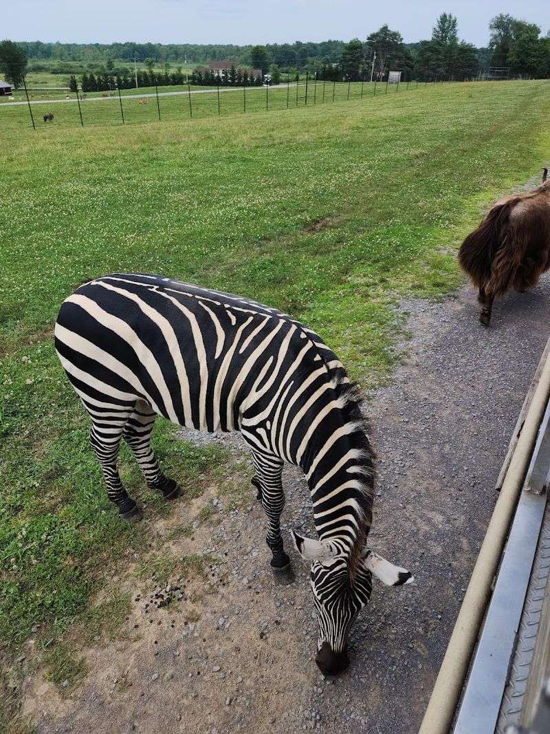 The Drive-Through Safari Experience