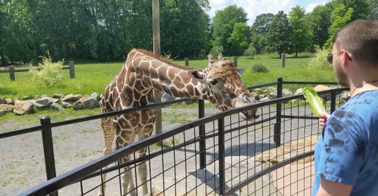 This Pennsylvania Wildlife Park Lets Visitors Drive Through And Spot Exotic Animals Nearby