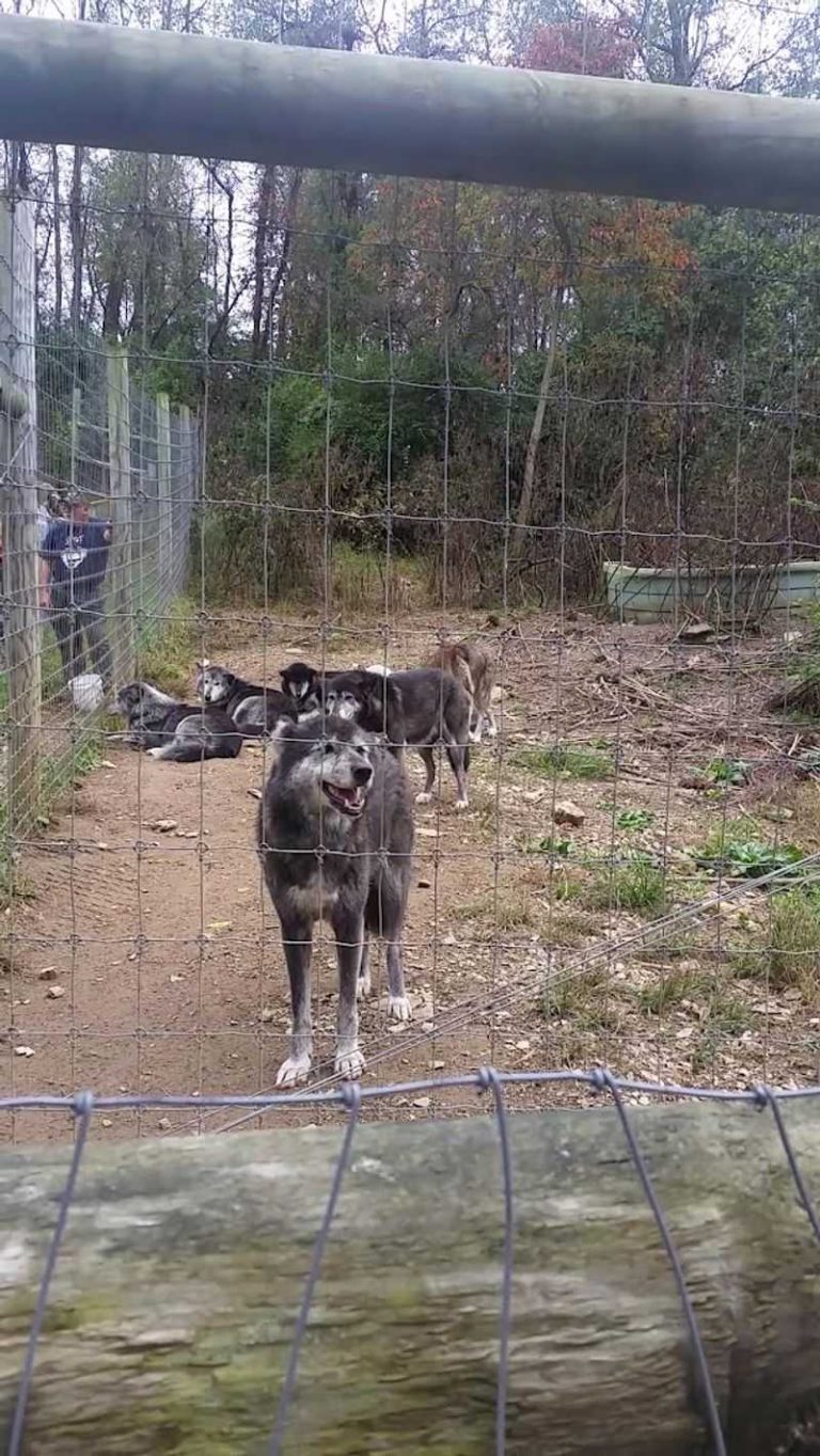 Pa Wolves This Pennsylvania Wolf Sanctuary Offers The Closest Encounters With Wolves