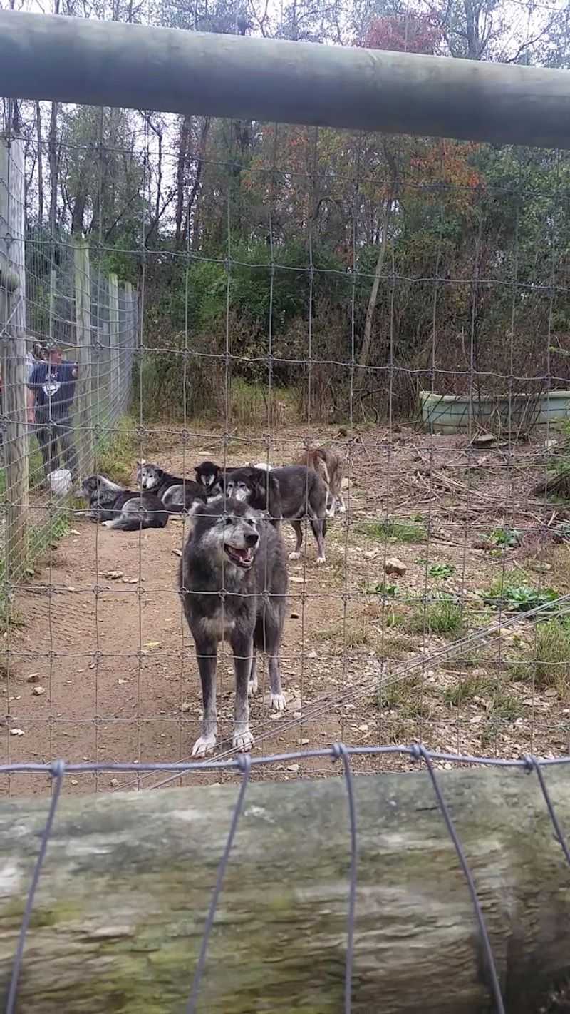 Over 60 Wolves Call This Place Home