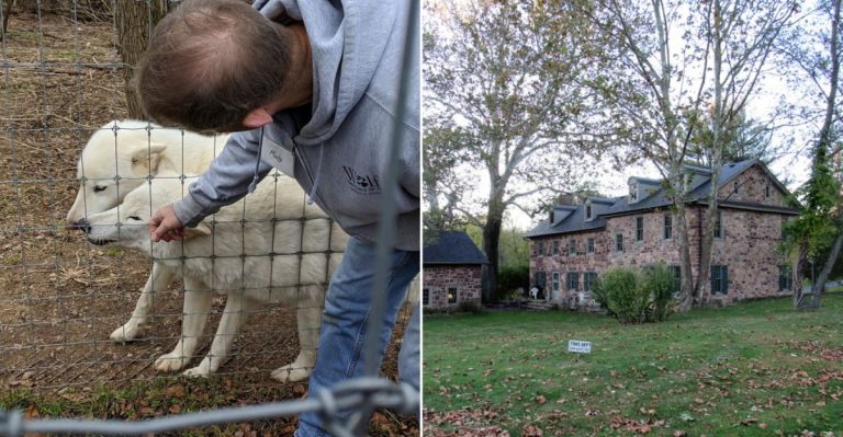 This Pennsylvania Wolf Sanctuary Offers The Closest Encounters With Wolves