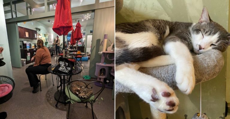 This Philadelphia, Pennsylvania Cat Cafe Is A Hidden Gem For Animal Lovers