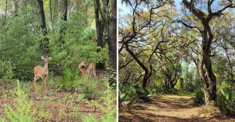 This Picturesque Florida State Park Is A Secret Locals Don’t Want To Share