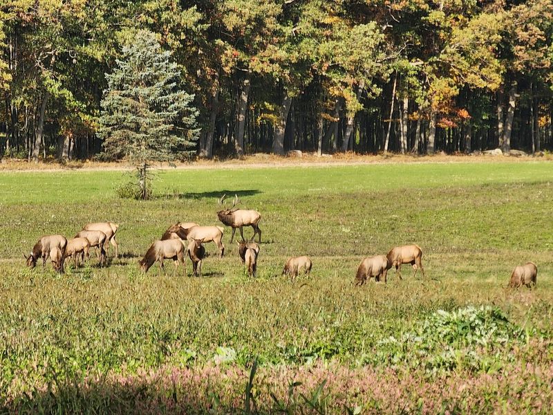 Pennsylvania's Largest Free-Roaming Elk Herd Lives Here