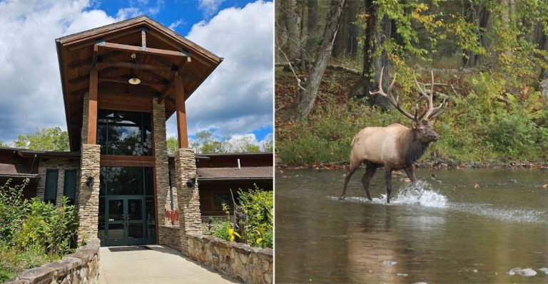 This Picturesque Pennsylvania Town Is Ideal For Spotting Wild Elk