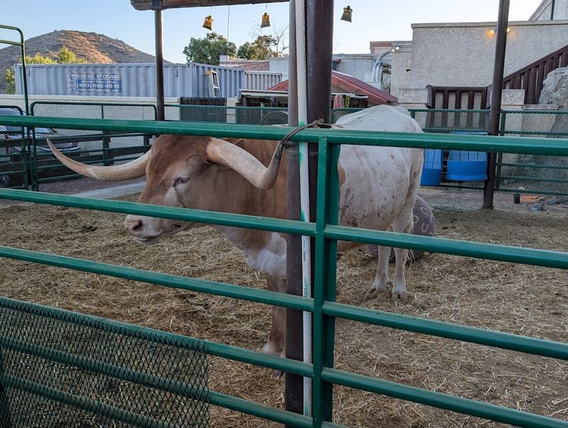 A Longhorn Greeting That Sets The Tone