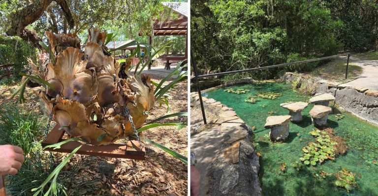 This Prehistoric Florida Spring Just 2 Hours From Jacksonville Feels Like A Hidden World