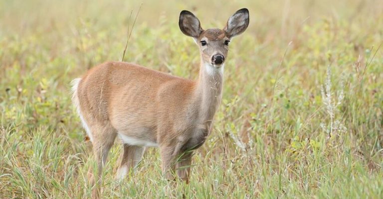 This Quiet North Dakota Preserve Lets You Spot Bison, Elk, Prairie Dogs, And Deer In One Place