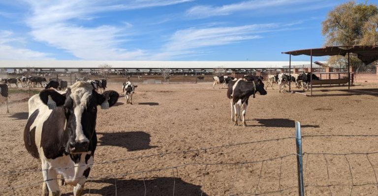 This Quirky Arizona Farm Is Home To Thousands Of Animals And Worth Seeing This Spring