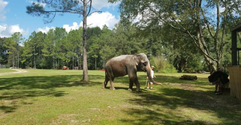 This Rare Elephant Sanctuary In Florida Feels Like A Hidden Wildlife Paradise