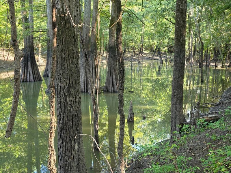 Vast Bottomland Forest Across Flooded Wilderness