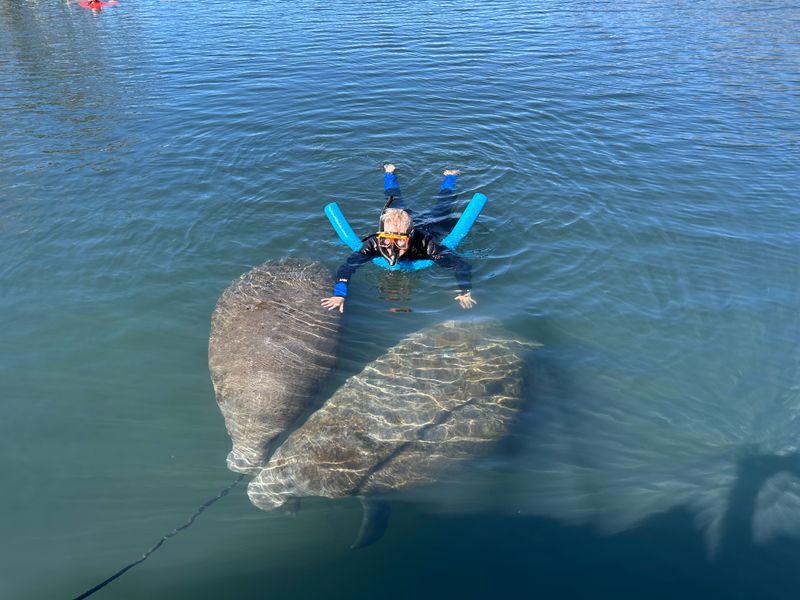 Swimming With Manatees In Their Natural Habitat
