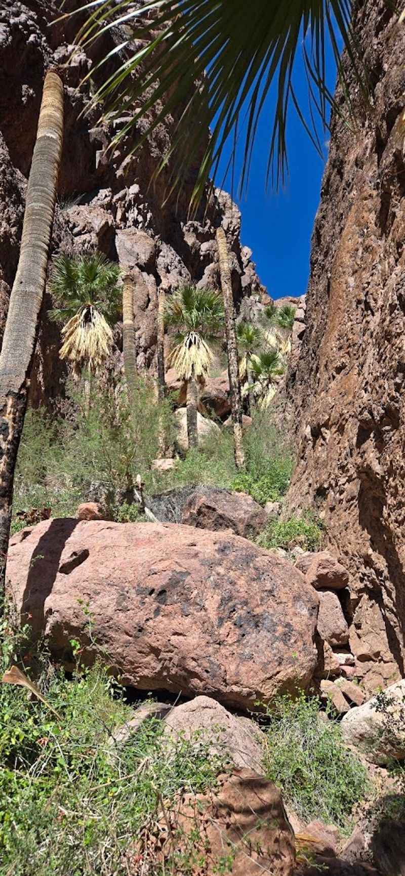 The Story Behind Arizona's Only Native Palms