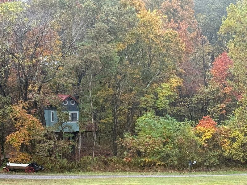 A Forest Setting That Feels Worlds Away