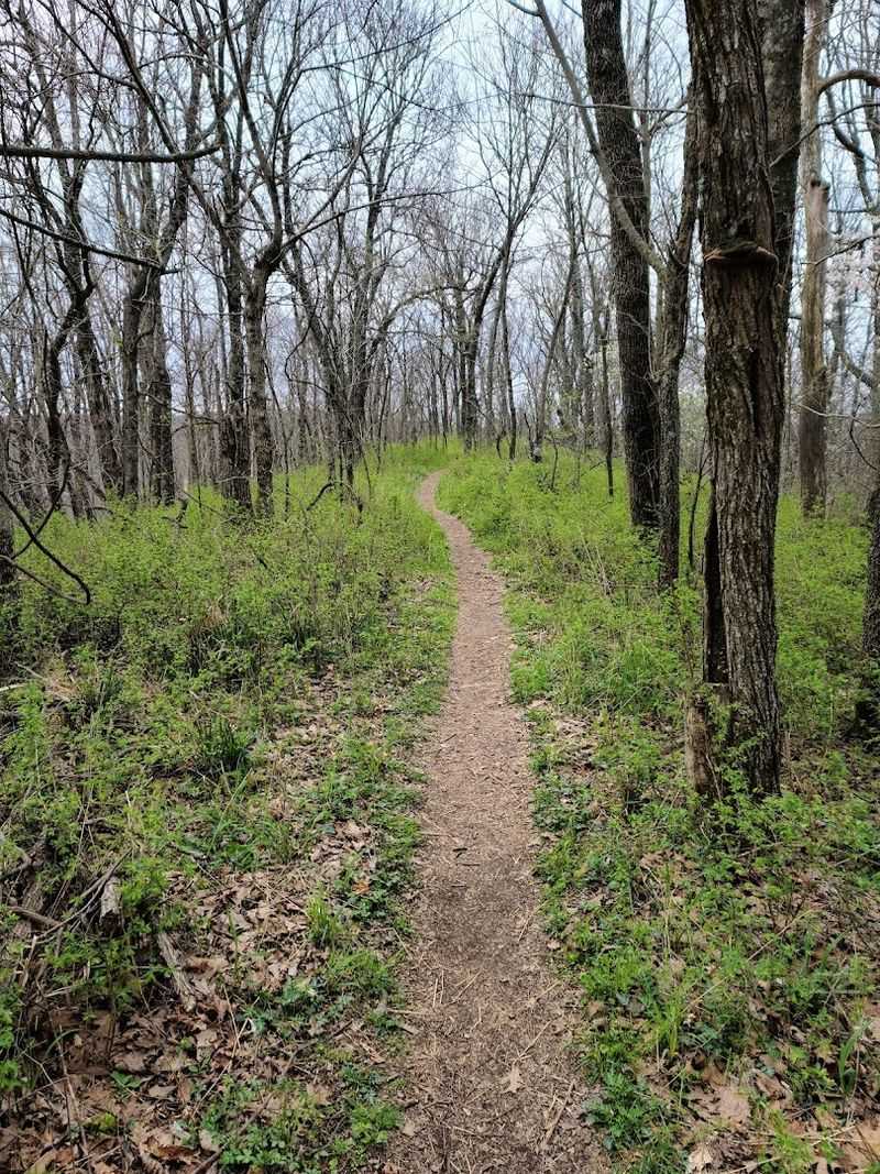 A Forest Path That Feels Straight Out Of Another Era