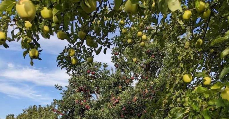 This Seasonal Arizona Orchard Has U-Pick Peaches, Apple Trees, And A Quiet Mountain Setting