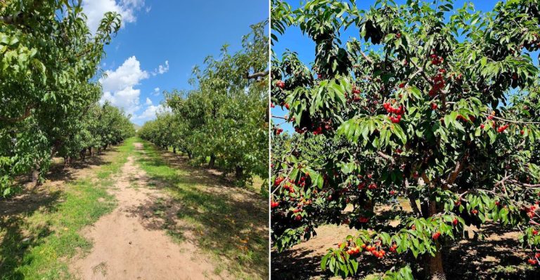 This Seasonal Arizona Orchard Has U-Pick Peaches, Sprawling Apple Groves, And Farm-Fresh Pastries