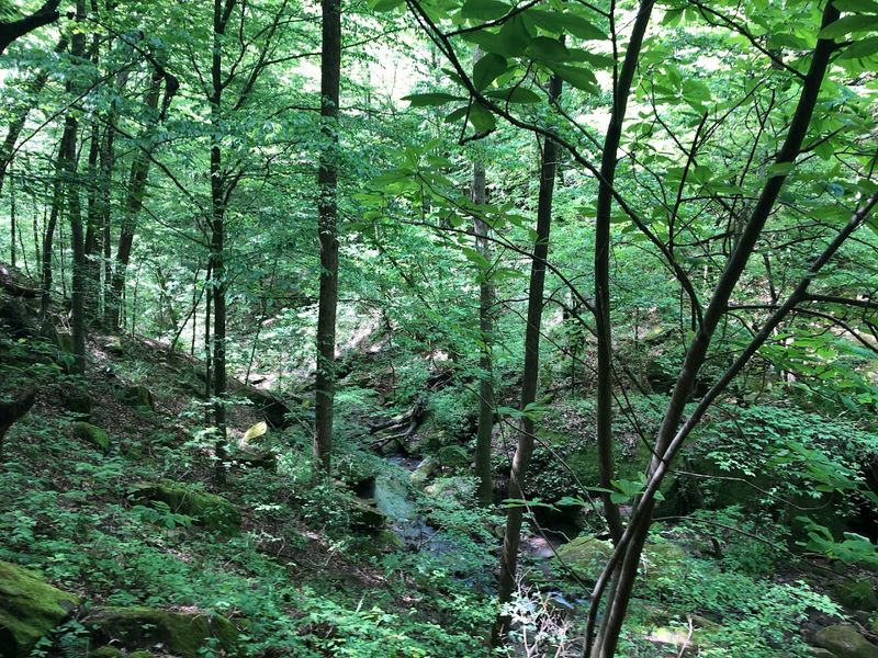 Hidden Trailhead Along A Scenic Forest Road