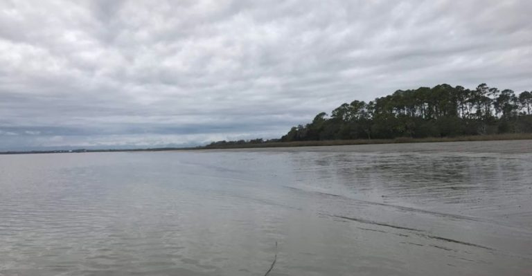 This Secret Island In South Carolina Is Full Of Wild Monkeys