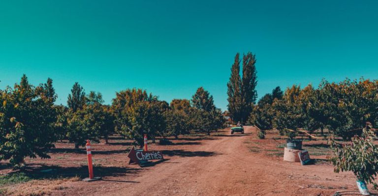 This Slow, Orchard-Lined Pocket Of Colorado Feels Made For Spring