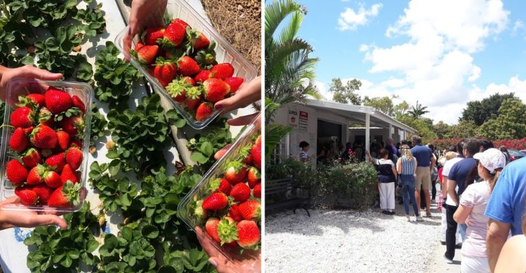 This Small Florida Bakery Has Been Making The Same Recipe Since 1952 And People Drive Hours For It
