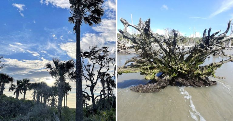 This South Carolina Boat Tour Leads To A Shell-Covered Island Lost In Time