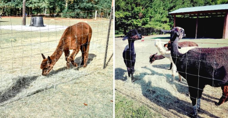 This South Carolina Farm Lets You Meet Alpacas In One Of The Coziest Ways Possible