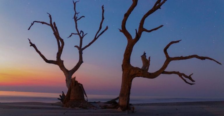 This South Carolina Ferry Glides To A Remote Island With A Hauntingly Beautiful Boneyard Beach
