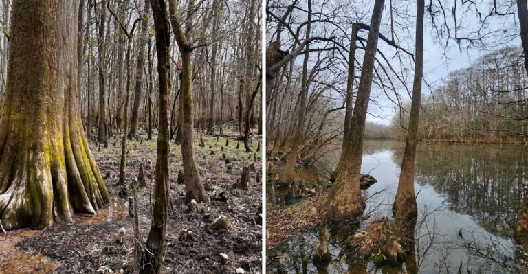This South Carolina Park Is The Rare And Beautiful Place Where The Mountains Meet The Swamp