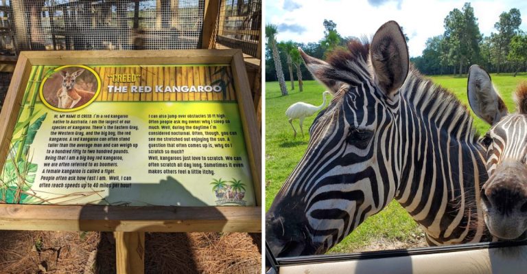 This South Carolina Sanctuary Is Basically A Real-Life Remedy For Cuddles And Joy