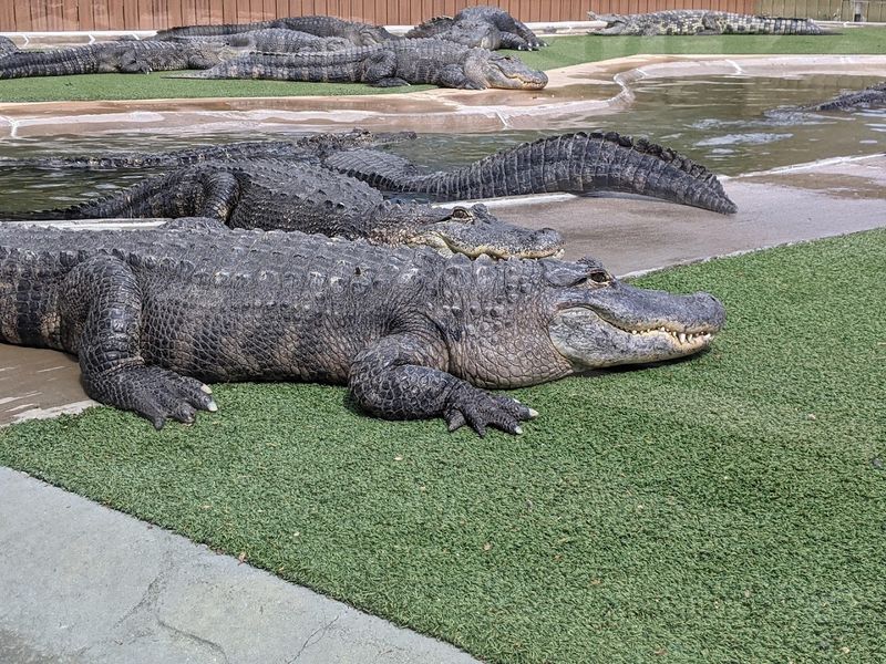 The Guinness World Record Reptile Collection