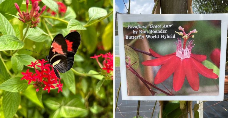 This South Florida Garden Is Home To More Than 20,000 Beautiful Butterflies